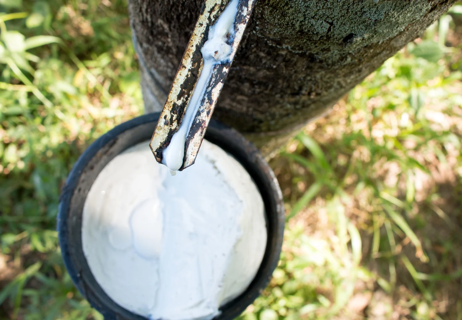 Un gros plan d'un arbre à caoutchouc avec une tasse collectant la sève de latex blanc laiteux.