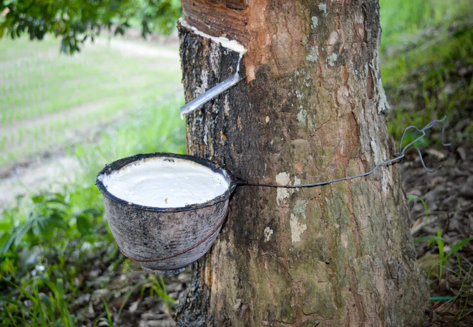 Natural latex being collected from a rubber tree into a cup.