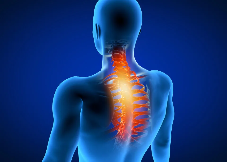 3D illustration of a human spine highlighting the thoracic and cervical regions in red.