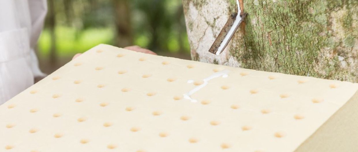 A cream slab of pin-holed latex held in front of a tapped rubber tree, white sap dripping from the metal spout onto the slab.