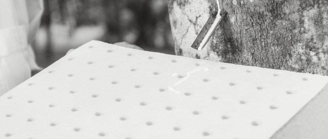 A slab of pin holed latex held in front of a tapped rubber tree, white sap on the metal spout in the bark and spilled on the slab.