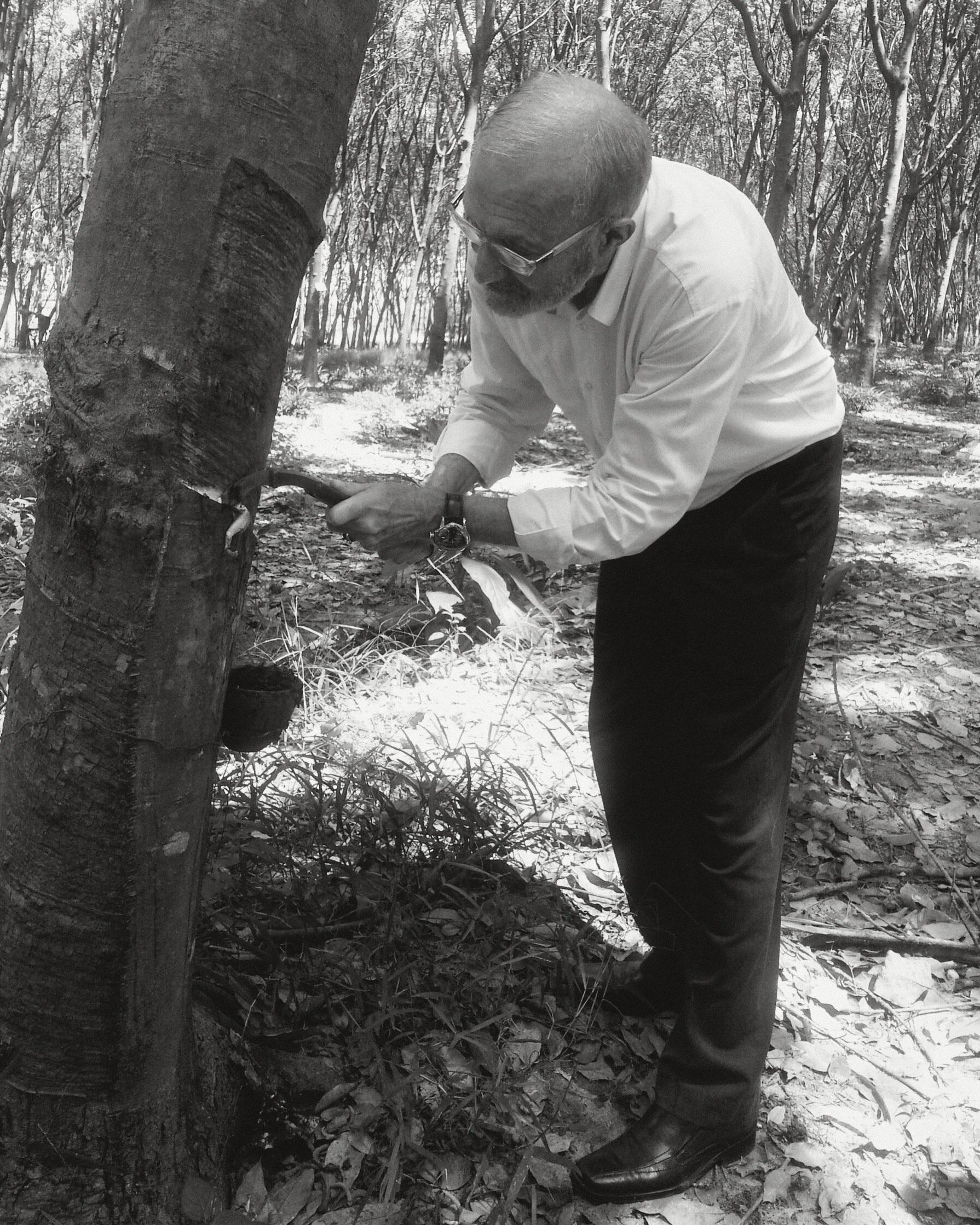 Dominique Bienfait in a white shirt, bent to the trunk of a rubber tree in a plantation, holding a tapping knife at the cut in the bark, white sap running toward a cup tied to the trunk.