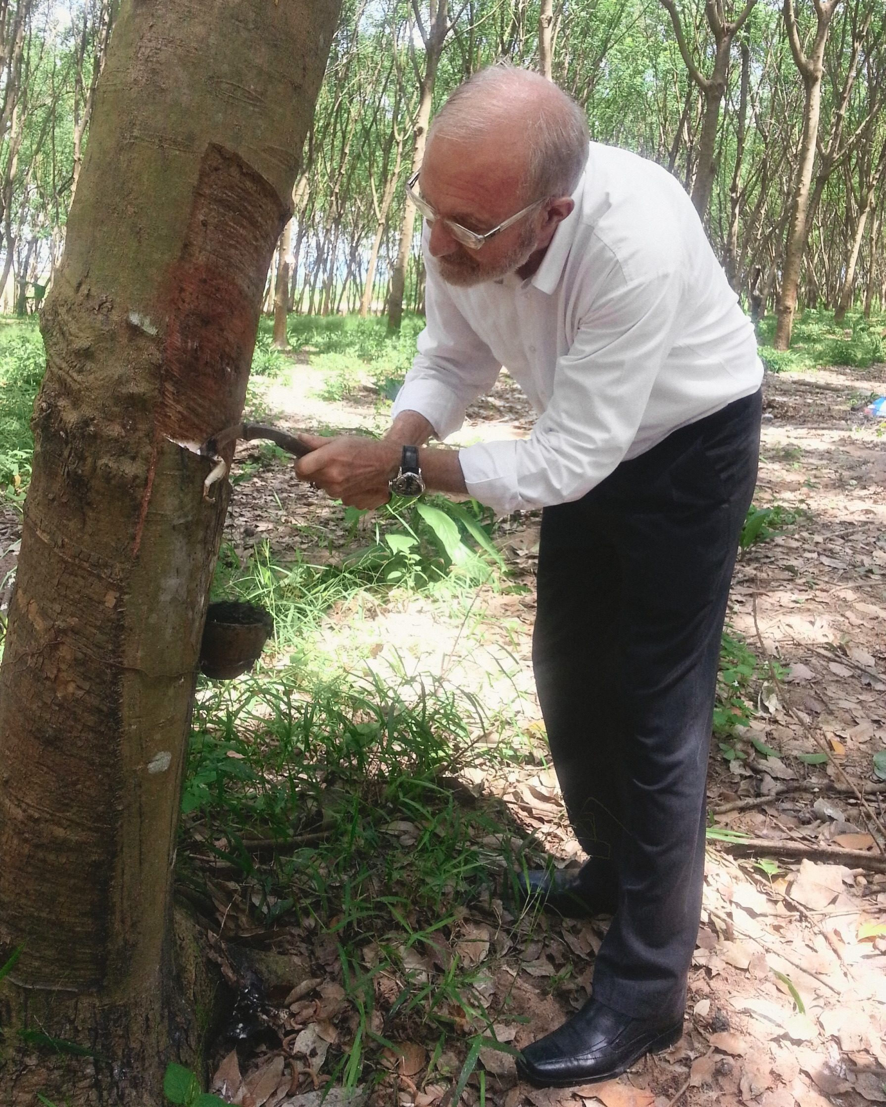 Dominique Bienfait in a white shirt, bent to the trunk of a rubber tree in a plantation, holding a tapping knife at the cut in the bark, white sap running toward a cup tied to the trunk.