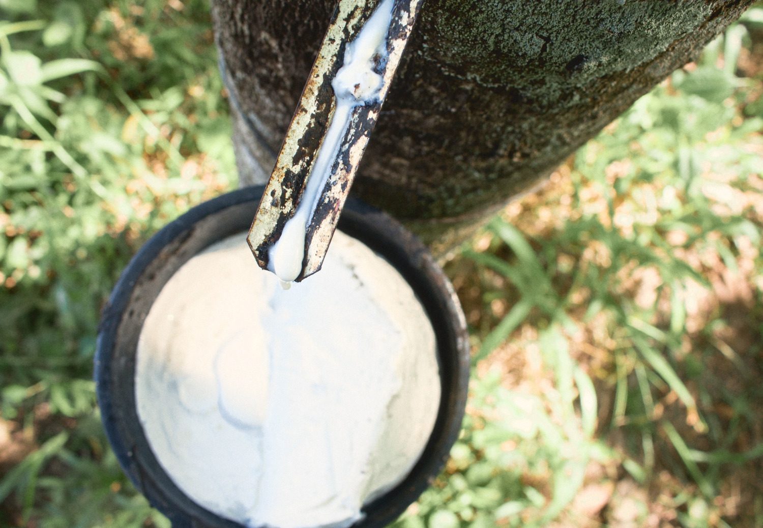 Close view of white latex running down a stained metal spout into a black cup full of white latex, the bark of the rubber tree above it and sunlit grass behind.