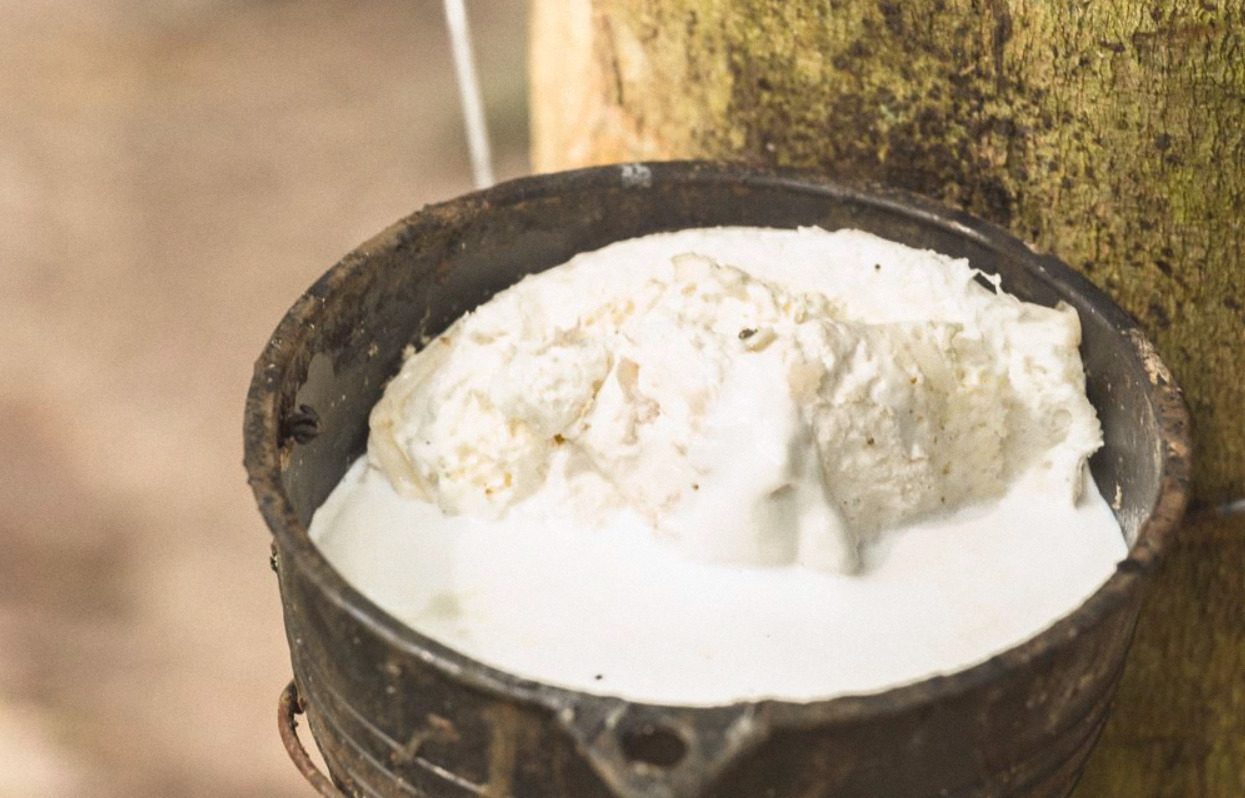A metal cup tied to a rubber tree, full of white latex that has set into a soft lump at the top.