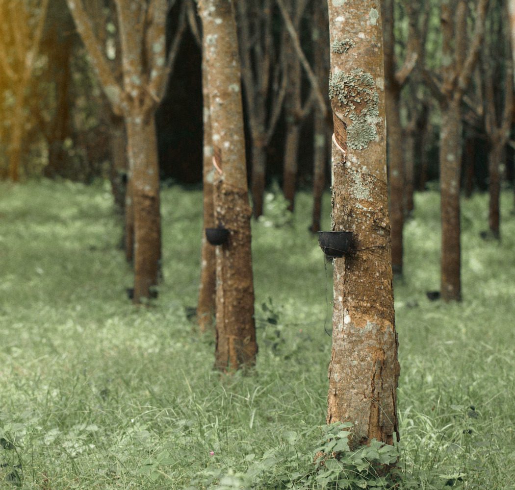 Rows of tall rubber trees on green grass, small black cups tied to the trunks under their tapping cuts.