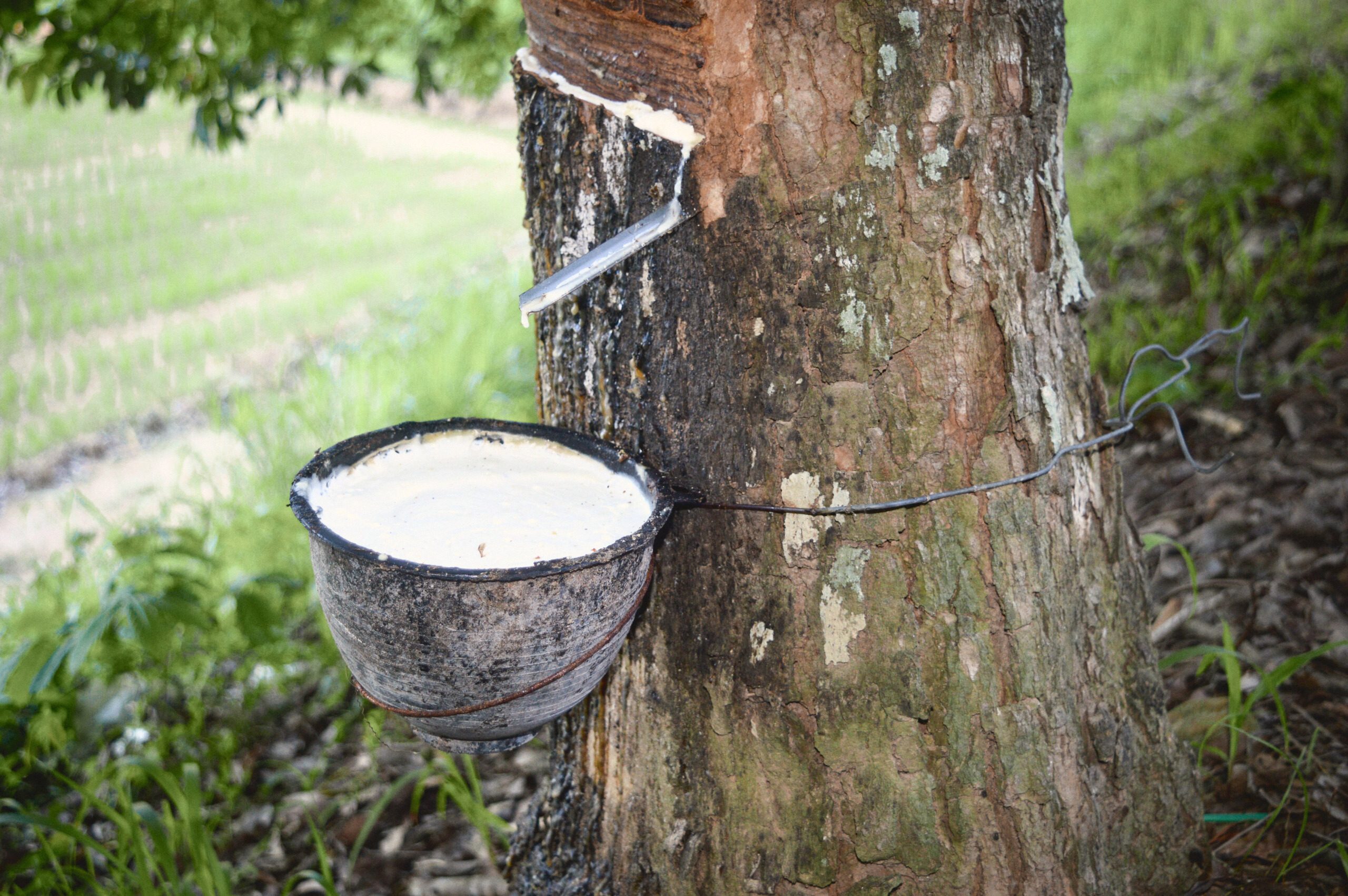 The trunk of a rubber tree with a slanting cut in its bark, white latex running along the cut and down a metal spout into a cup of white latex tied to the trunk.